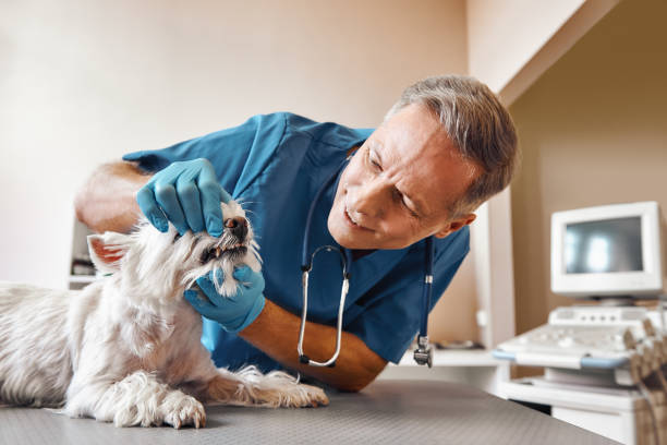 Best Emergency Dental Care for Trauma or Injury in Creve Coeur, IL